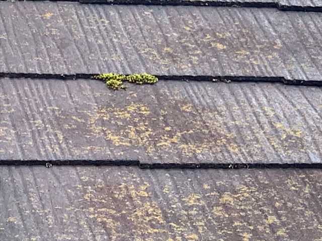 苔の発生したスレート屋根